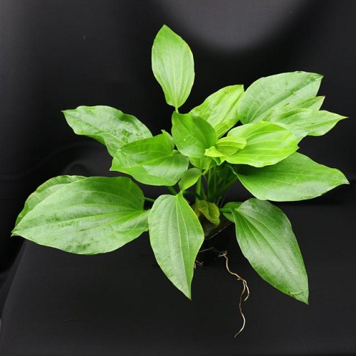 Echinodorus uruguayensis plante-mère
